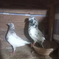 کبوتر|پرنده|سنگر, |دیوار