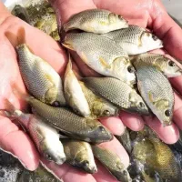 ماهی کپور بشقابی درجه یک ممتاز