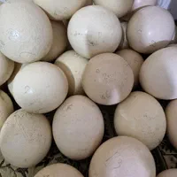تخم نطفه دار مرغ محلی .تخم بوقلمون . اردک .شترمرغ|خوردنی و آشامیدنی|شهریار, شهرک مصطفی خمینی|دیوار