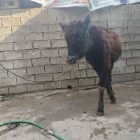 گوساله ماده خارجی|حیوانات مزرعه|اهواز, اسلام آباد شرقی|دیوار