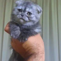 بچه گربه/گربه/اسکاتیش/بریتیش|گربه|مشهد, آزادشهر|دیوار