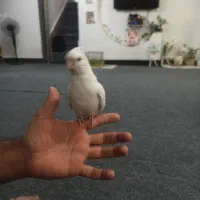 عروس البینو