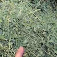 یونجه خشک