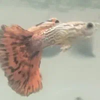 انواع نژاد ماهی گوپی