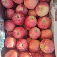 سیب قرمز سردخانه