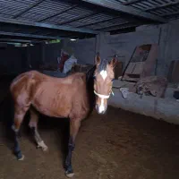 فروش اسب|اسب و تجهیزات اسب‌سواری|شوشتر, |دیوار