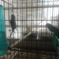 فروش 7 عدد مرغ عشق یک جا