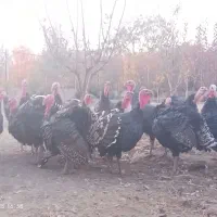 بوقلمون نر وماده تا فردا شب دانه یک ملیون|حیوانات مزرعه|گلمکان, |دیوار