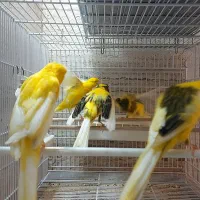 فروش ۱۰جفت قناری رسمی بازاری