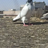 کبوتر رنگه المانی صید|پرنده|مشهد, پروین اعتصامی|دیوار