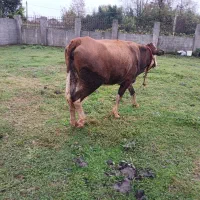 گاو سیمینتال آبستن|حیوانات مزرعه|لاهیجان, آهندان|دیوار