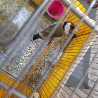 سهره جفتی،سهره