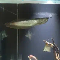 آروانا سیلور