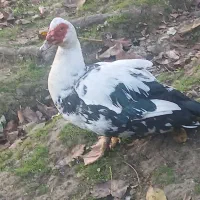 اردک اسرائیلی نر سنگین وزن