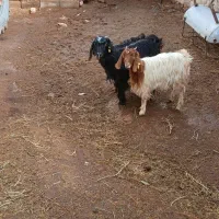 بزغاله|حیوانات مزرعه|سده (خراسان جنوبی), |دیوار