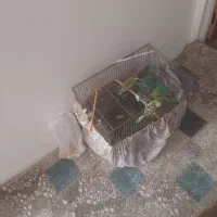 ۸عدد پرنده مرغ عشق|پرنده|الوند, |دیوار