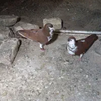 کفتر کلاغ دم سرخ
