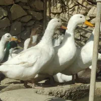 فروش تعدادی اردک نر ماده