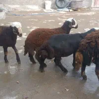 بره|حیوانات مزرعه|الیگودرز, |دیوار