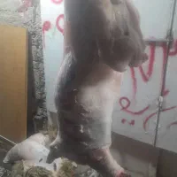 فروش گوشت بره و گوساله|خوردنی و آشامیدنی|اهواز, منبع اب|دیوار