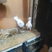 کوترعشق باز|پرنده|کرمانشاه, |دیوار