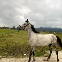 اسب نریون پنج سال|اسب و تجهیزات اسبسواری|پرهسر, |دیوار