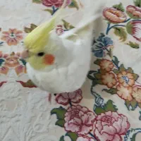 عروس هلندی گمشده