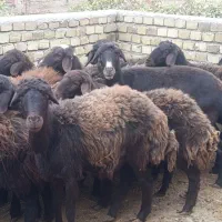 گوسفندو میش.قزل افشار شیشک دودندان و تخلی ب شرط|حیوانات مزرعه|محمدیه-قزوین, |دیوار