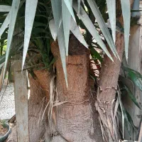درخت یوکا باقدمت بیش از۳۰سال.غول پیکر.۳متری.سالم|گل و گیاه طبیعی|امیرکلا, |دیوار