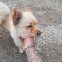پامر اشپیتز