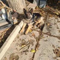 سگ ماده ژرمن شولاین ۱۸ ماه