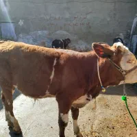 گاو وگوساله هایتان را به غرفه ی سبزیوند بیاورید