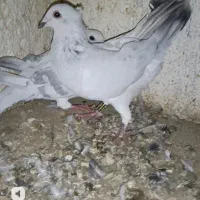 کبوتر نر ماده شامی سفید کرمونی