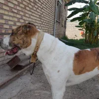 سگ افغان البای بسیار خوشگل|سگ|گنبد کاووس, |دیوار