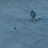 نروماده کشمشی هردو پروازی