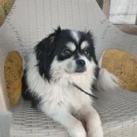 پا کوتاه فوقولاده زیبا و جوان تربیت شده|سگ|ساری, |دیوار