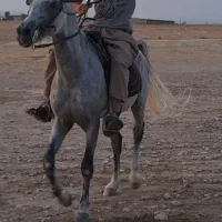 اسب نر عرب