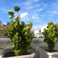 شمشاد طلایی ۱۶ عدد