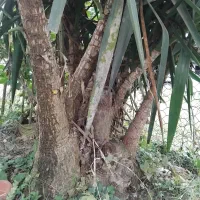 گل یوگا|گل و گیاه طبیعی|تالش, طولارود|دیوار