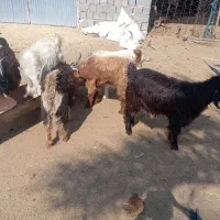 کهره درجه یک