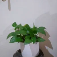 گل وگلدان طبیعی|گل و گیاه طبیعی|پرند, فاز ۳|دیوار