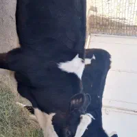 گوساله ماده سیمنتال|حیوانات مزرعه|قیدار, |دیوار