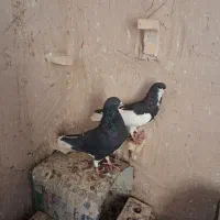 کفتر شهری|پرنده|شیراز, برمشور علیا|دیوار