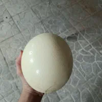 تخم شتر مرغ|حیوانات مزرعه|اصفهان, برازنده|دیوار