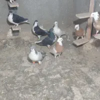 کبوتر رنگی اث|پرنده|تاکستان, |دیوار