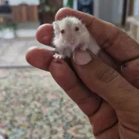 فروش همستر مینیاتوری