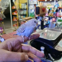 مرغ عشق جوان|پرنده|رودسر, |دیوار