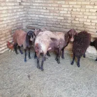دوعدد میش با بره و یک بره ماده ویک نر