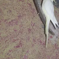 عروس هلندی ماده