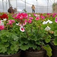 شمدانی هلندی پاکوتاه گلدرشت ۱۲ رنگ زیبا